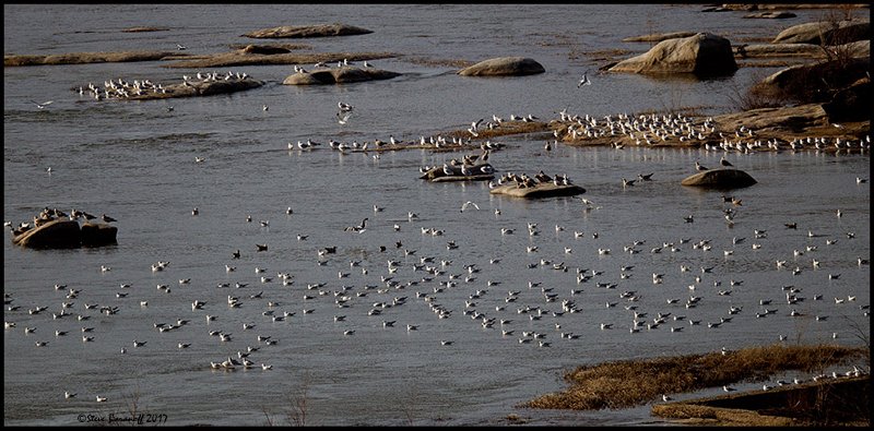 _7SB2164 gulls on the james river.jpg